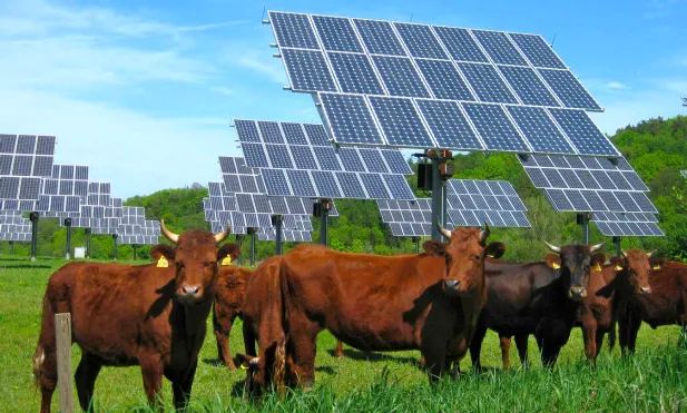 Mucche al pascolo sull'erba sotto pannelli fotovoltaici sollevati su pali